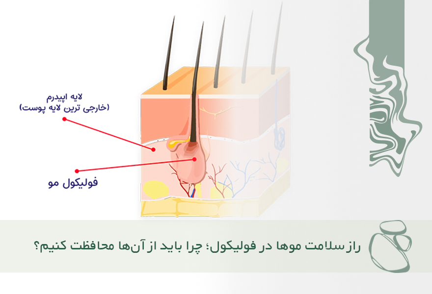 راز سلامت موها در فولیکول‌هاست؛ چرا باید از آن‌ها محافظت کنیم؟